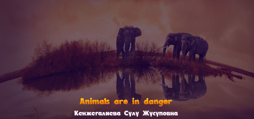 Animals are in danger