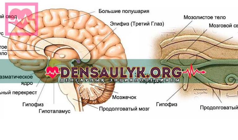 Эпифиз на картинке